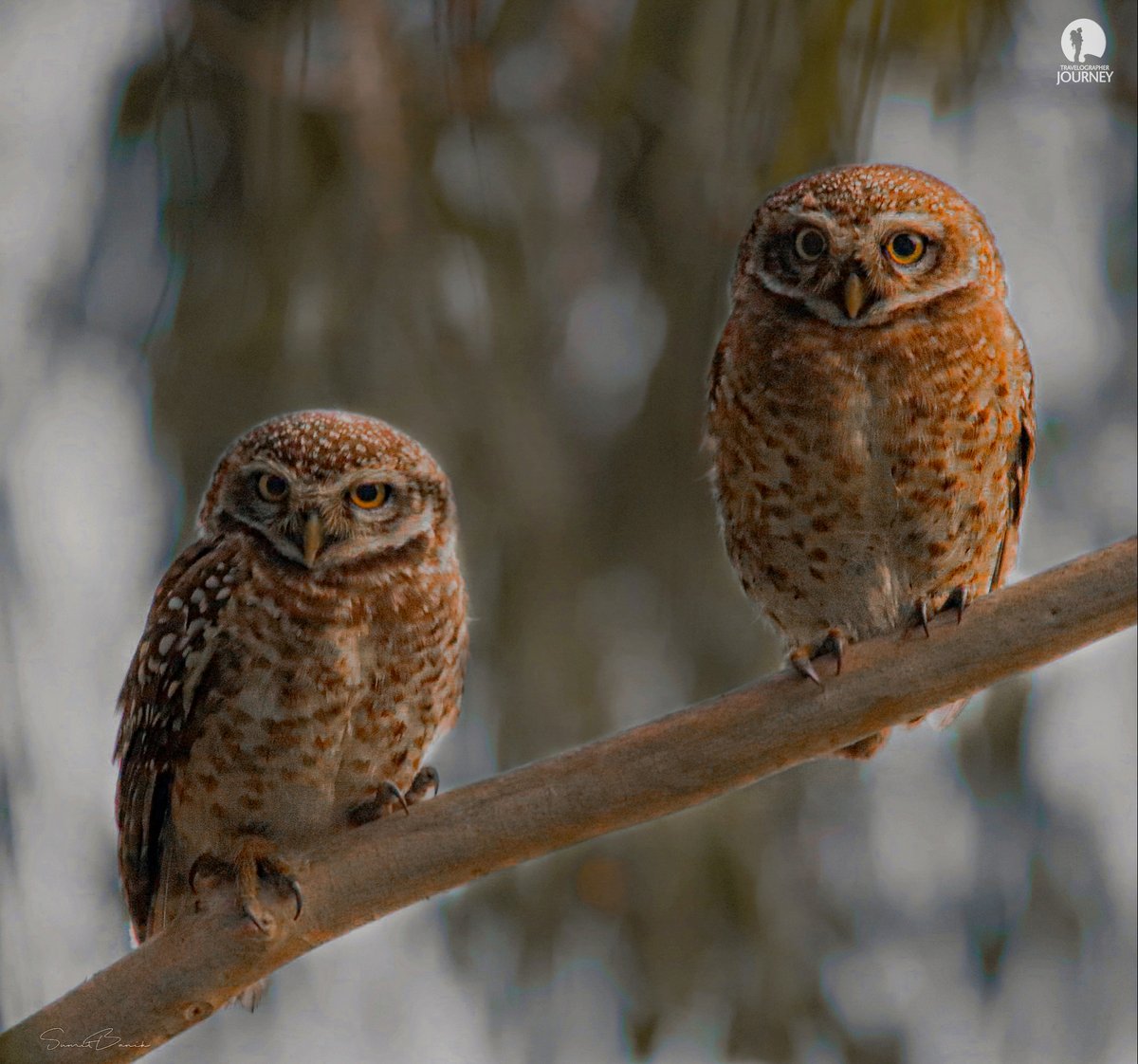 Travelographer1's tweet photo. Spotted owlets in habitat
Sunderban National park

@Travelographer1 
@AbhirajSen3 @SumitBa76271122  @RajibBa47420250 https://t.co/nk2pVS4cWN