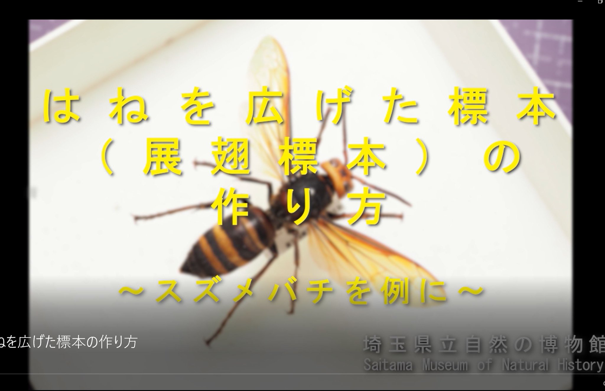 埼玉県立自然の博物館 昆虫標本の作り方を解説した動画を作成しました 脚を整えて作成する展脚 てんきゃく 標本の作り方 と翅を広げて作成する展翅 てんし 標本の作り方の2本立てです 皆様の昆虫標本づくりの参考になれば幸いです 展脚標本 T Co