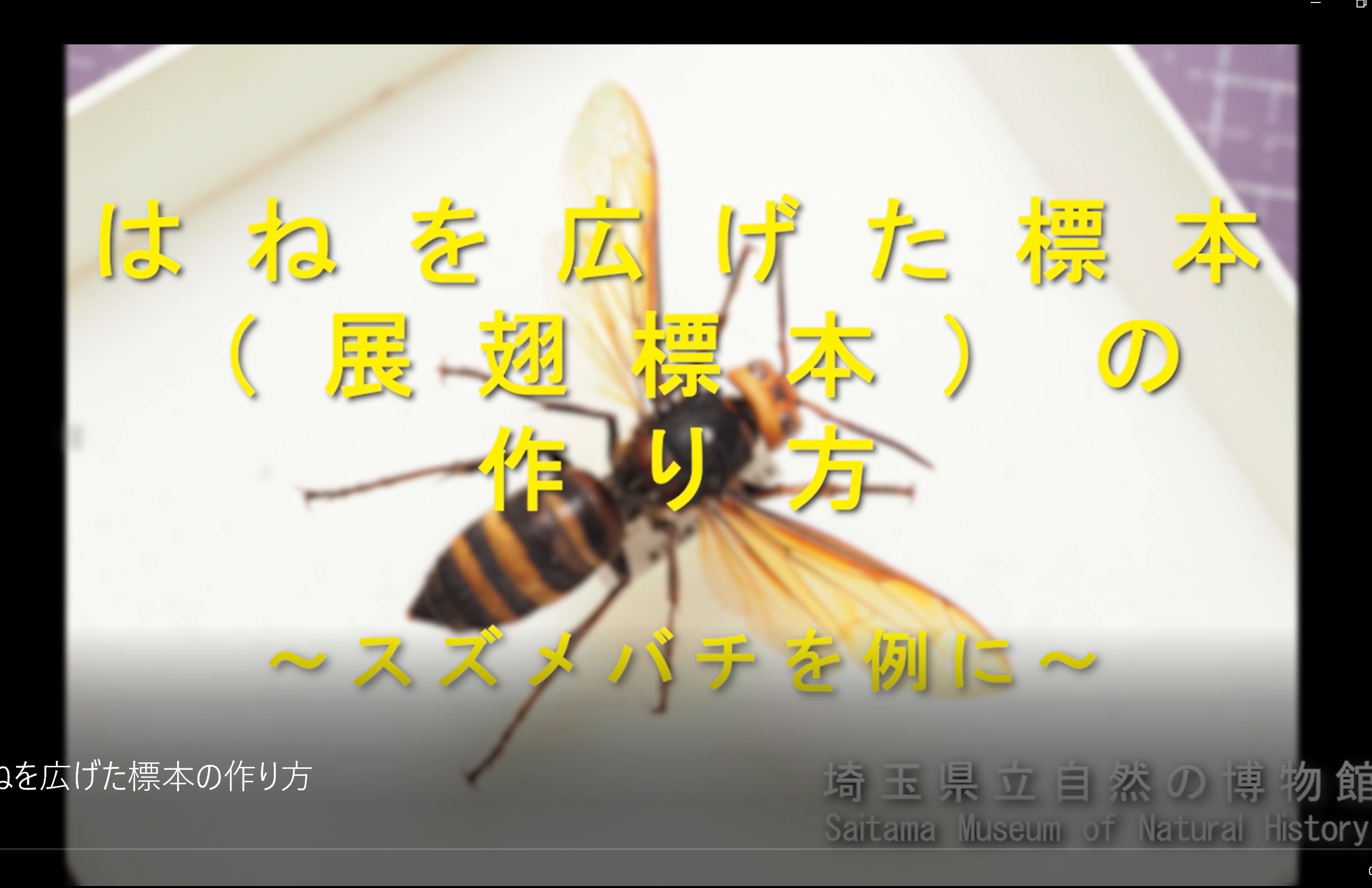 埼玉県立自然の博物館 Twitter पर 昆虫標本の作り方を解説した動画を作成しました 脚を整えて作成する展脚 てんきゃく 標本の作り方 と翅を広げて作成する展翅 てんし 標本の作り方の2本立てです 皆様の昆虫標本づくりの参考になれば幸いです 展脚標本 T