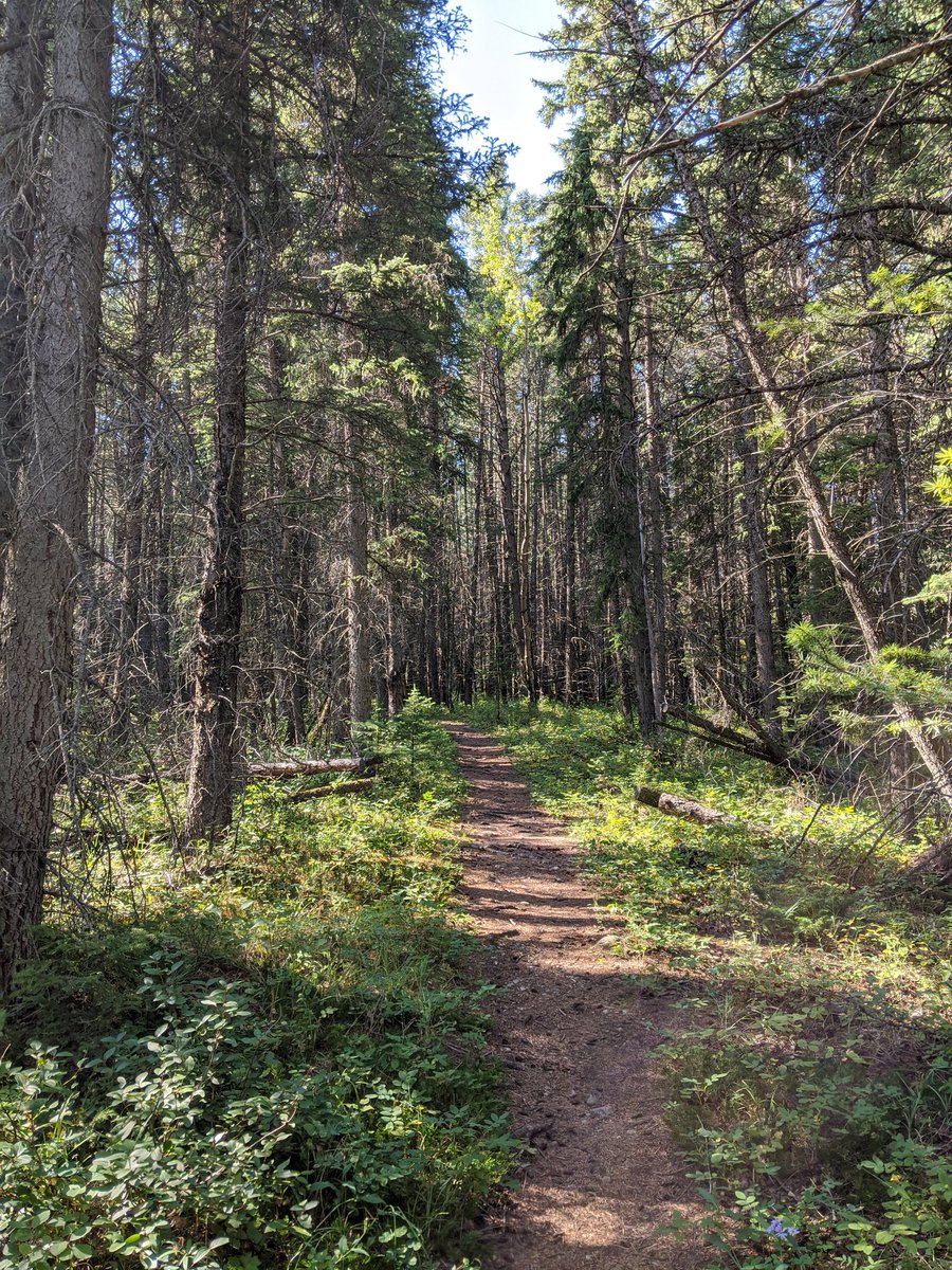 Was aiming for a longer hike but a posted bear warning put a but of hustle in my step and cut my walk short to 4.6km. Was a gorgeous area and I will certainly go back to finish the trails! #MentalHealthHikes