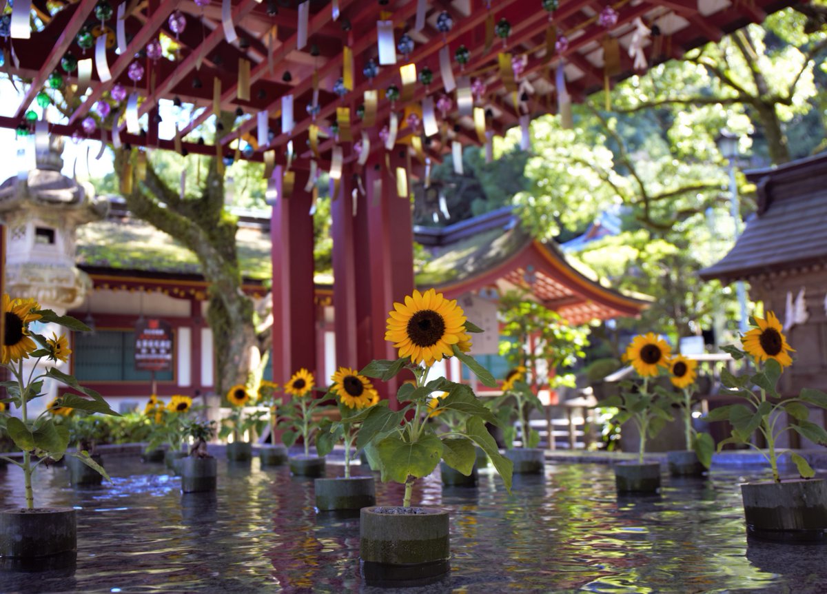 太宰府天満宮 公式 手水舎を季節の花で彩る 花手水 を実施しております 生命力あふれる向日葵が 夏の盛りを感じさせます 太宰府天満宮 天神さま Dazaifutenmangu