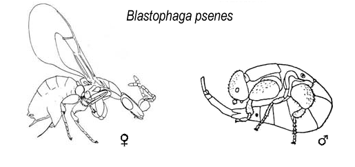 cronicasdefauna's tweet photo. Las higueras son polinizadas por avispas de la familia Agaonidae como "Blastophaga psenes". La hembra, cargada de polen, penetra en el higo "hembra" inmaduro para poner los huevos, poliniza y muere dentro. Luego es reabsorbida. Sí, los higos vienen con avispa dentro (disuelta) https://t.co/inFHdVoZ7i