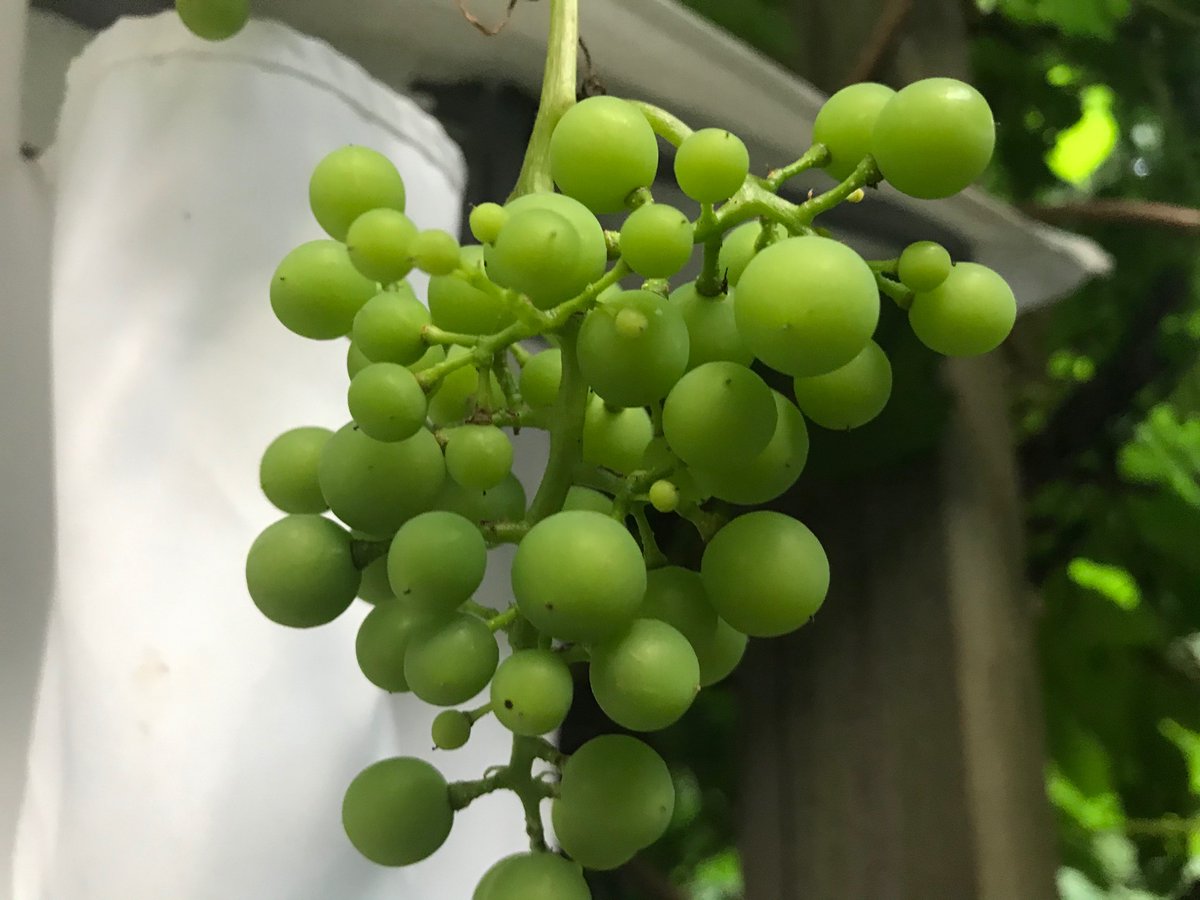 JanneVirolainen's tweet photo. #viini kasvaa näilläkin leveysasteilla. #talonviini #housewine #Finland https://t.co/uyT4OkQxiq