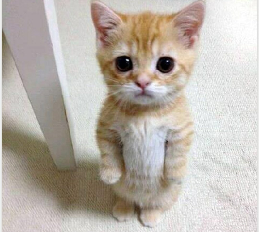 abhiexodus's tweet image. When you&apos;re eating something in front of kids 

Kids :-