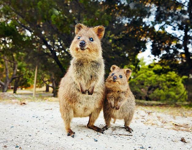 Mikapask オーストラリアの動物で一番かわいいのワラビーでいい T Co Hsba00zjec Twitter
