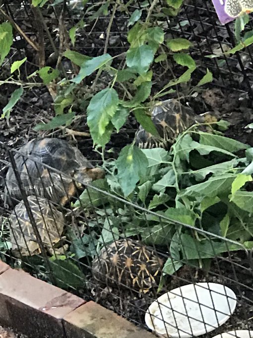 ビルマホシガメのtwitterイラスト検索結果 ビルマホシガメのtwitterイラスト検索結果