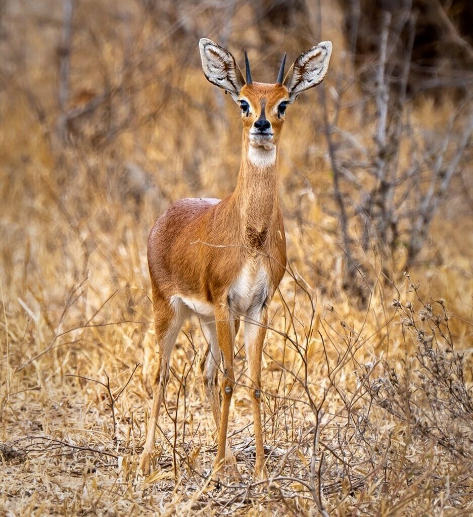 The cute little Steenbok is only about 50cm tall and is found in most places in Kruger. It doesn’t rely on water sources, gleaning its needs from the moisture within the foliage it eats. Only the males carry horns. 😀 . . . #steenbok #greaterkruger #k… instagr.am/p/CD0Ss7VsCuh/