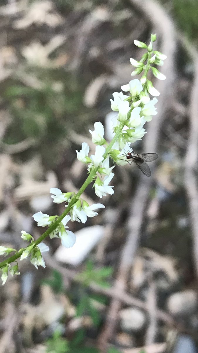 方舟子בטוויטר 今日所见野花 太平洋毒栎 Pacific Poison Oak 白花草木樨 White Sweet Clover 多叶飞蓬 Leafy Fleabane 鸽子草 Dove Weed 方舟子בטוויטר 今日所见野花 太平洋毒栎 Pacific Poison Oak 白花草木樨 White Sweet Clover 多叶飞蓬 Leafy Fleabane 鸽子草 Dove Weed