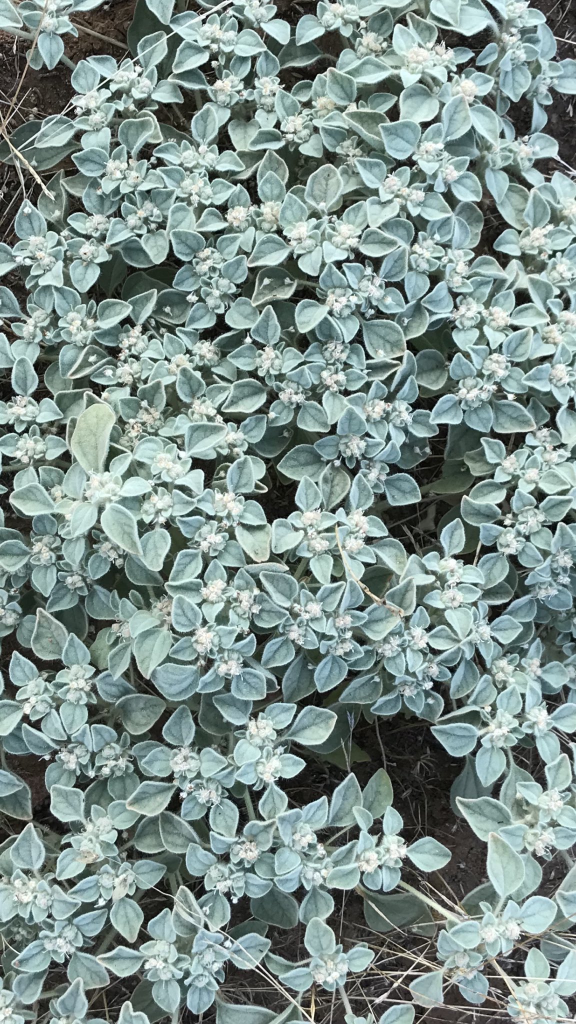 方舟子on Twitter 今日所见野花 太平洋毒栎 Pacific Poison Oak 白花草木樨 White Sweet Clover 多叶飞蓬 Leafy Fleabane 鸽子草 Dove Weed T Co Gg5k00ev11 Twitter