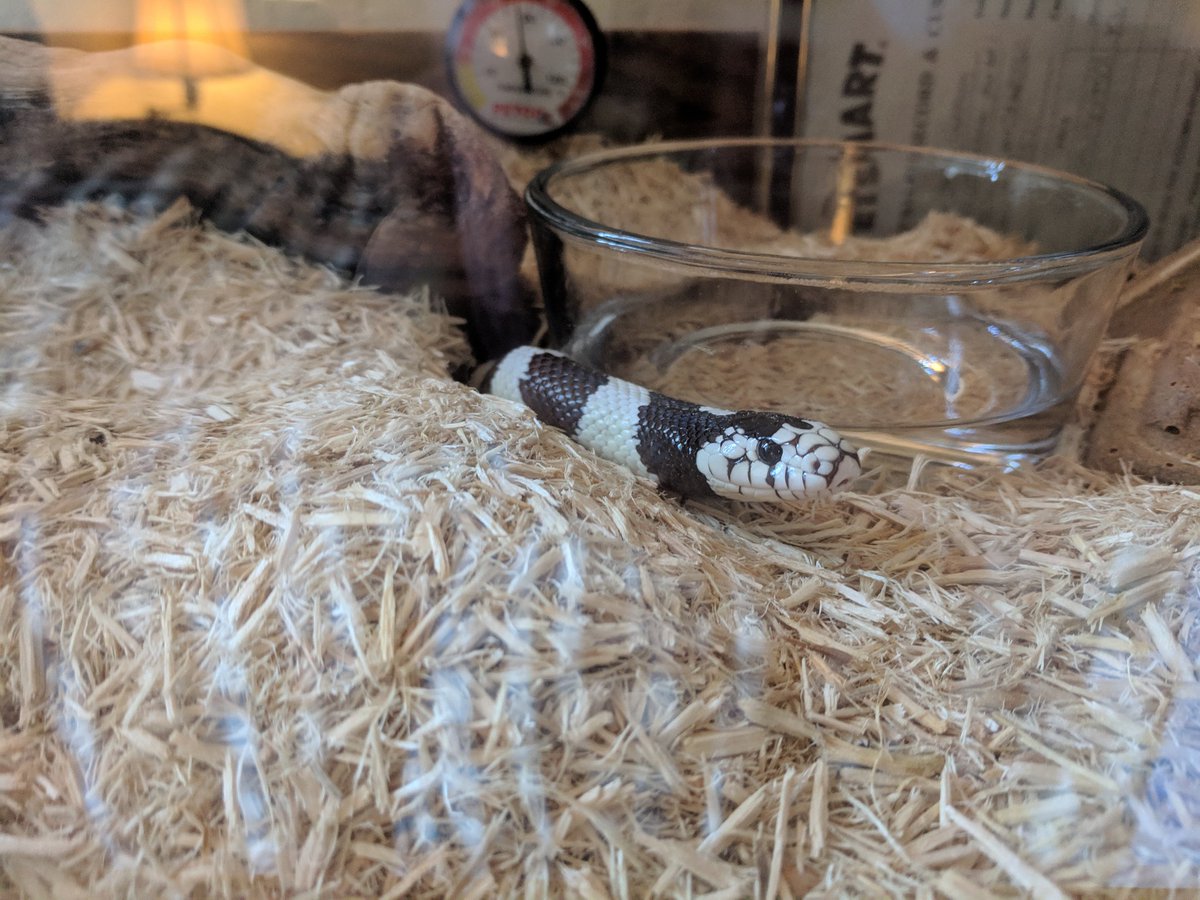 komrade_k's tweet photo. @MrEarthRebirth @EarthRebirth Snake ownership coming in clutch 😂 https://t.co/zA2JVfAsit
