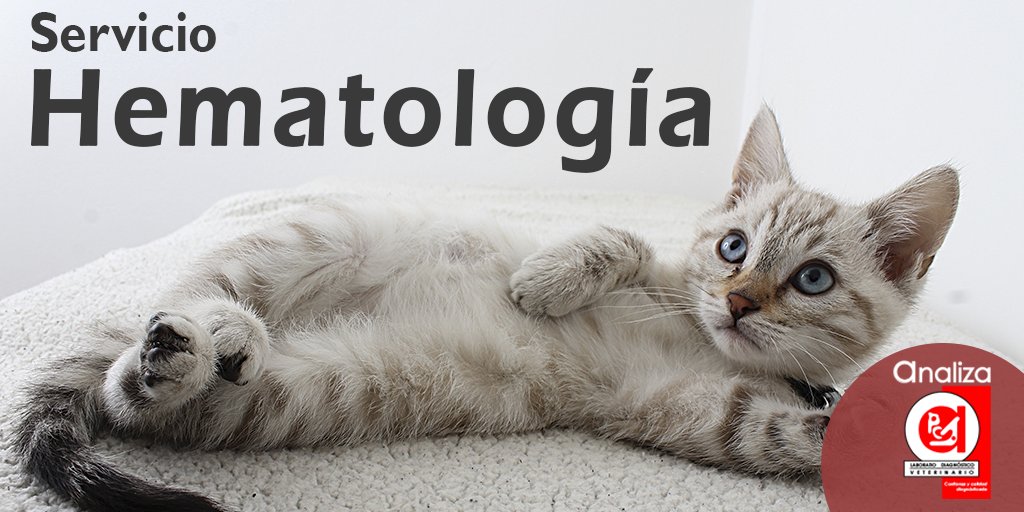 Realizamos #hematologías 🌡 para pequeñas y grandes especies, perfiles de #anemia y #reticulocitos 👨‍🔬

💻Conócenos en: bit.ly/2ZVTUqA