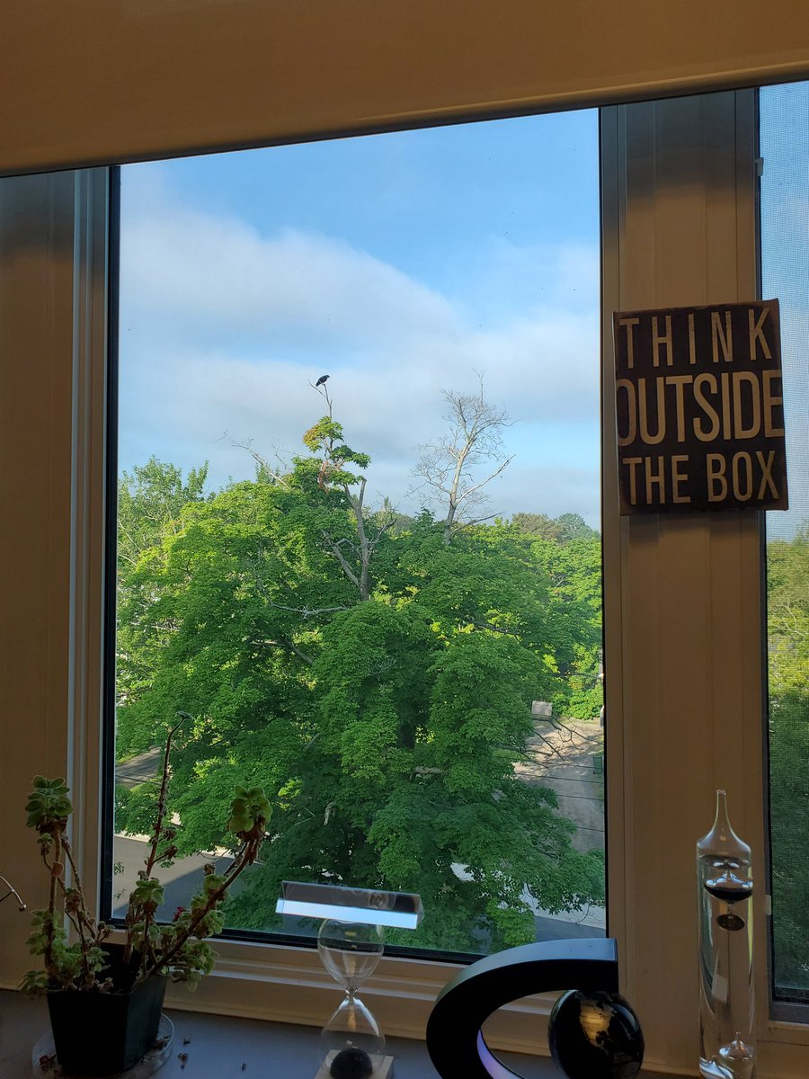 EasyLabAcadia's tweet image. Morning crow outside my office