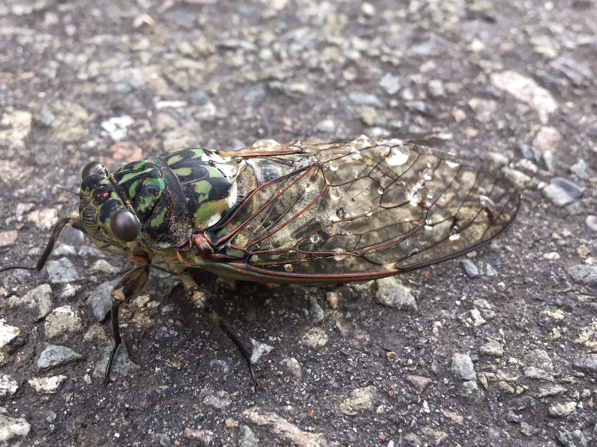 ワタリカラス 寒蟬鳴 ひぐらしなく 雨水で羽が重そうなミンミンゼミと花壇の花 夕立後の晴れ間 この季節で一番気持ちが良いひと時 立秋 七十二侯 二十四節気 蟬 セミ ミンミンゼミ T Co Qfeoxack84 Twitter