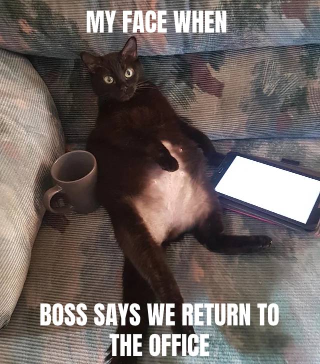 ProgrammerCats's tweet image. #workfromhome has spoiled me.