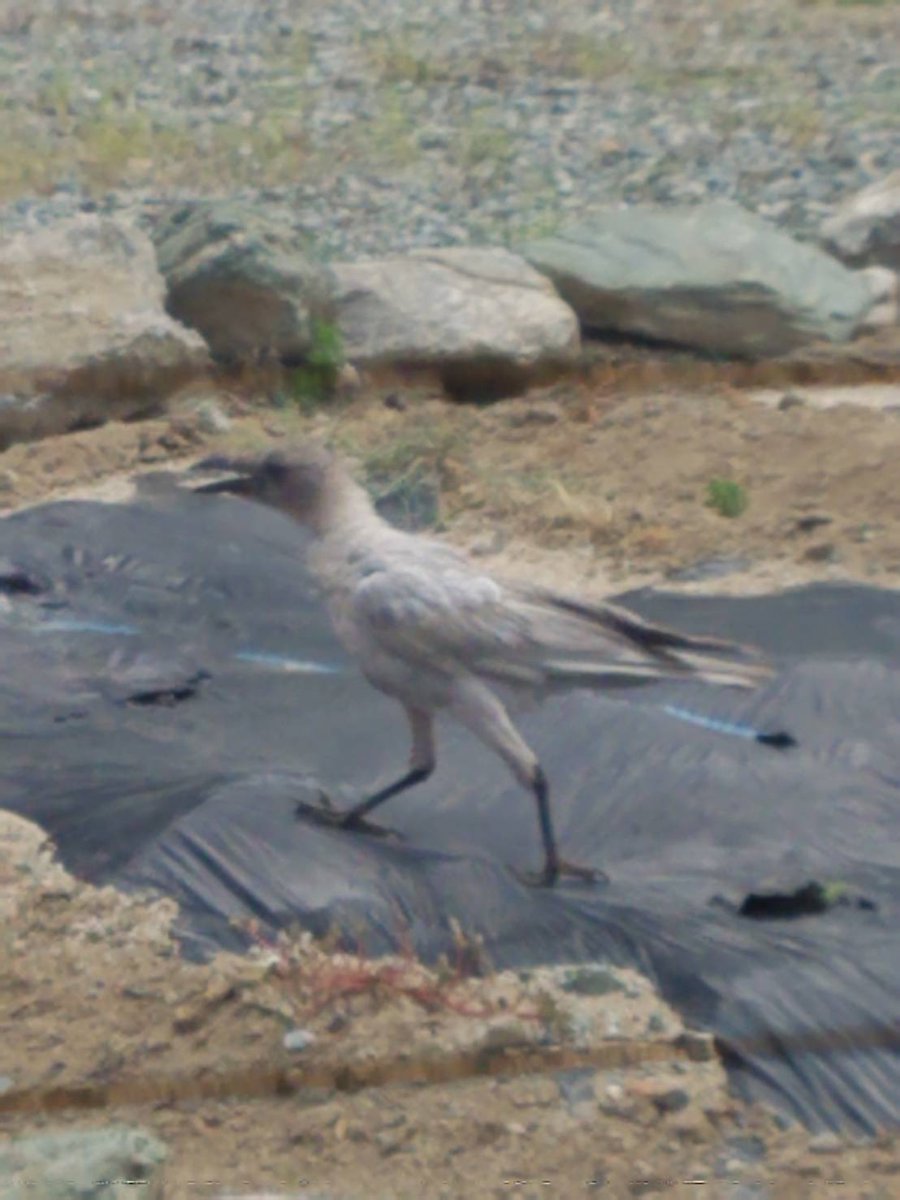 白兎雪兎 白いカラス発見 O ﾟ ﾟ O カラス アルビノ 鳥