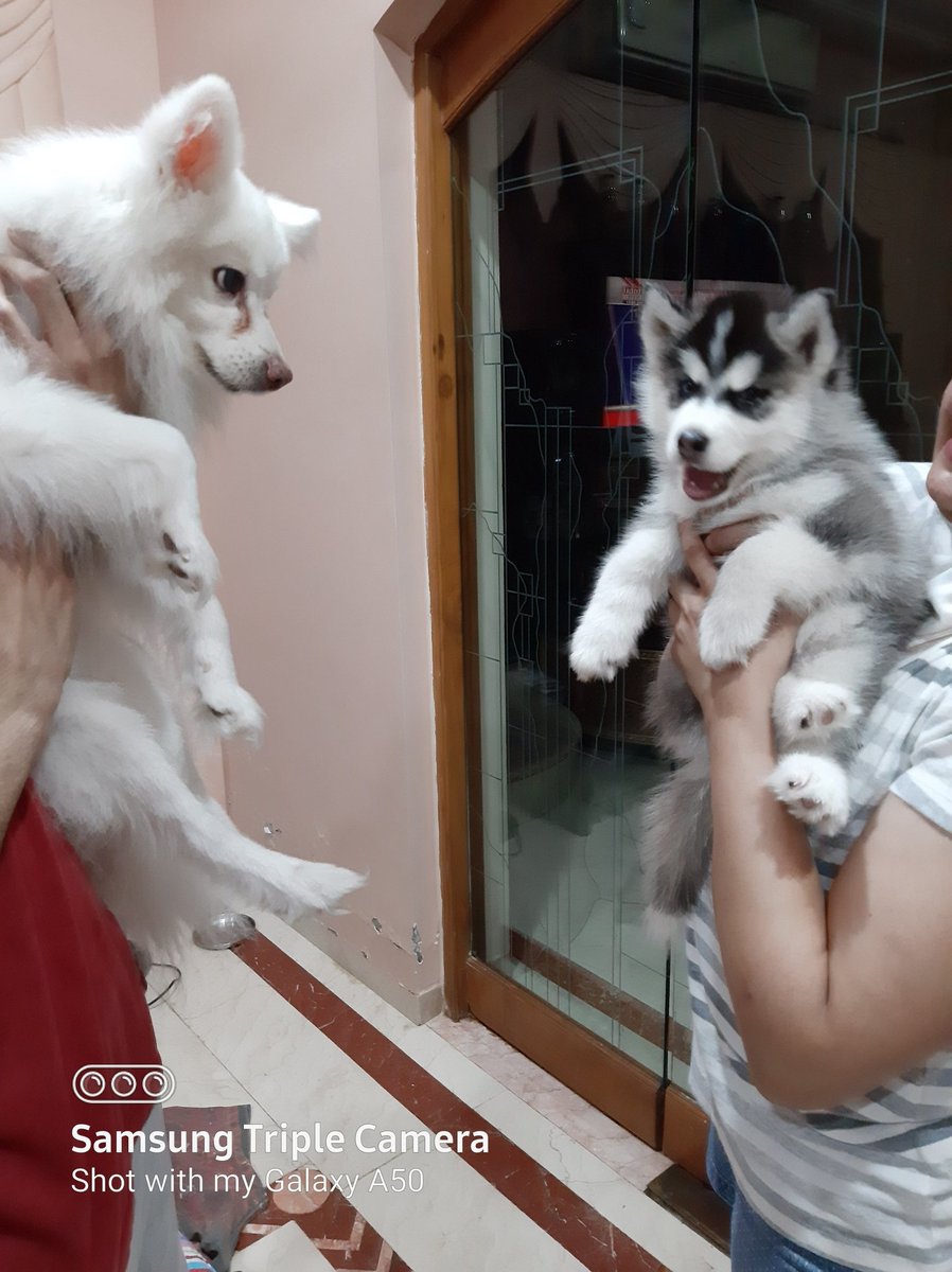 RupalMNaik's tweet photo. Meet #Gruto New Member Of our family ❤❤
#PoshtoBaby #pomeranian #GrutoBaby #HUSKY My #FourLegKids ❤❤❤
Now we have 3 Four Leg Kids ❤❤❤ https://t.co/bmqFSWTZz1