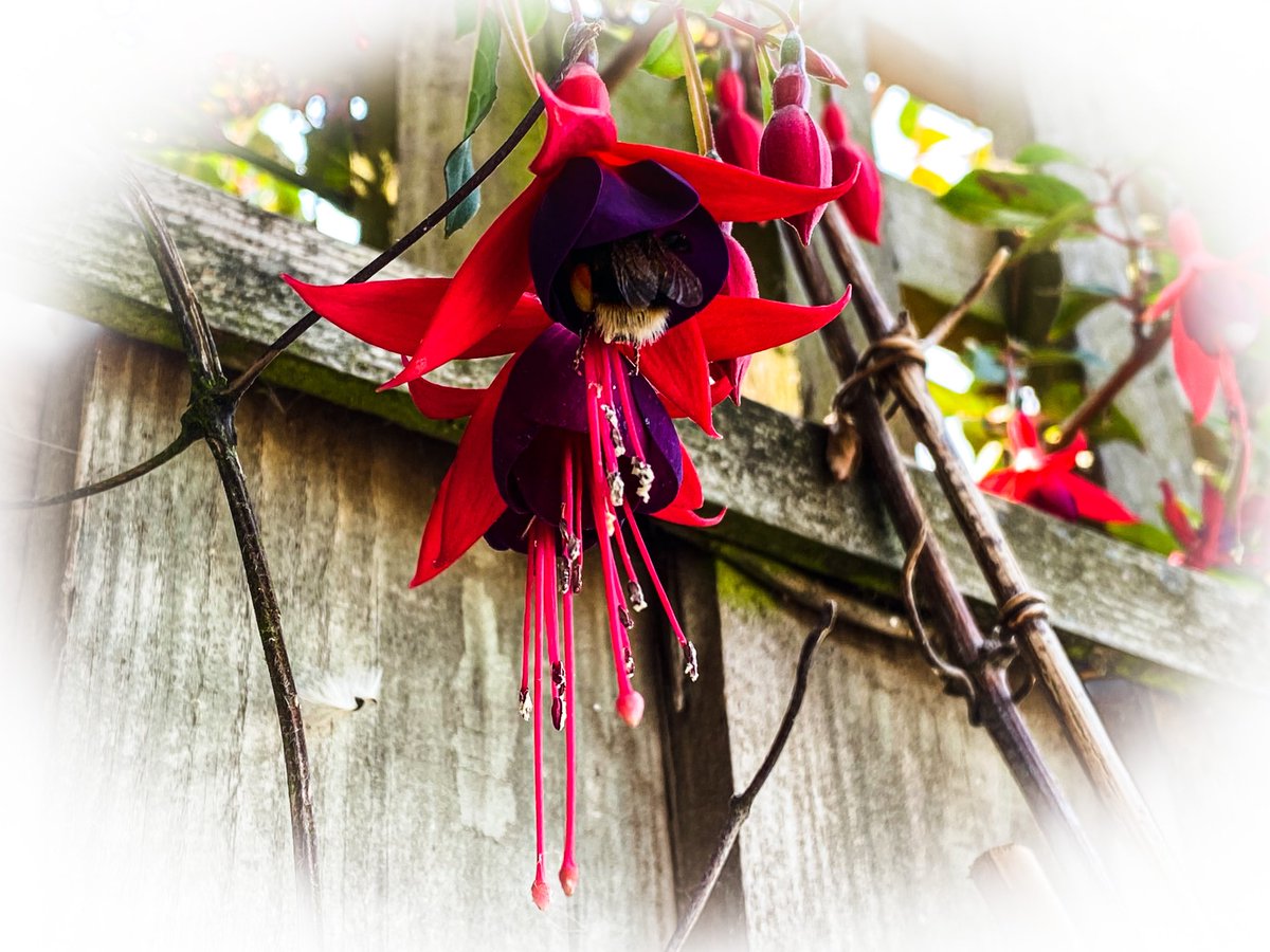 VeronicaK1ng's tweet image. A cute little bee-hind to get you through the day. #thursdaytreat #bees #NaturePhotography #iPhonephotography