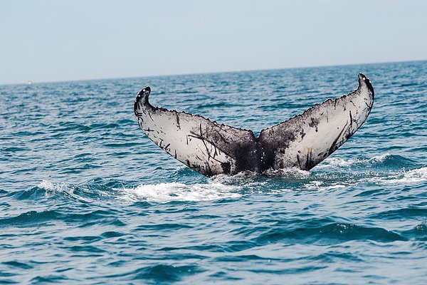 amrollo's tweet photo. New artwork for sale! - "Stellwagen Whale Tail" - https://t.co/A4eDGoflKL @fineartamerica https://t.co/jUYwr20SwW