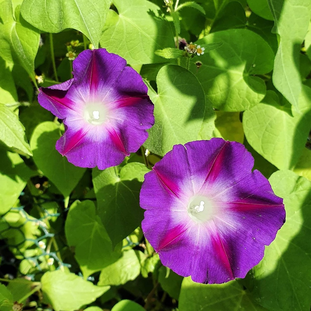 Magic_Cauldron's tweet photo. Ackerwindende Grüße aus nem Berliner Innenhof. Dieses hübsche Unkraut hat meine Chilis überwuchert. 🧐🌶️🌺
Heute lasse ich es noch blühen, morgen dann das Herz verhärtet und die Chilipflanzen befreien...
#ackerwinde #morningglory #geliebtesunkraut #g… https://t.co/Dr2hPQyDYl https://t.co/GKygc3rlqR