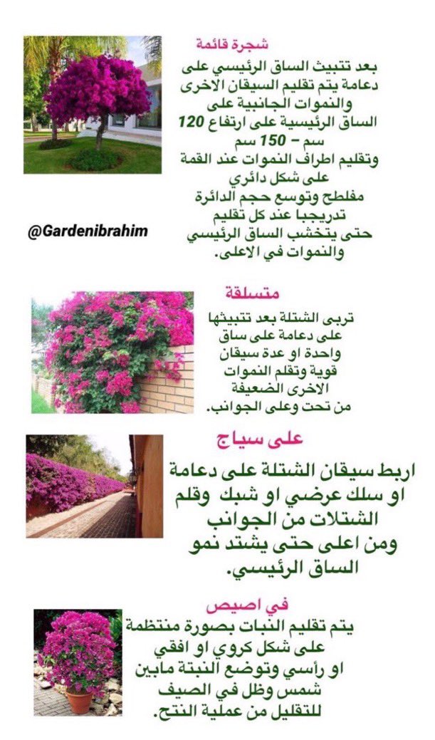 GardenIbrahim's tweet image. اكثر مايميز الجهنمية  غير جمالها وتحملها لظروفنا المناخية 

امكانية تشكيلها بعدة اشكال نظرا لتمددها  غضة وتخشب اغصانها بعد النمو 

كيف تحولها الي 
شجيرة قائمة 
نبتة متسلقة 
نبتة مفترشة على سياج 
شجيرة في اصيص 

شاهد الطرق 👇🏻

احتفظ بالصورة وكبرها عند القراءة