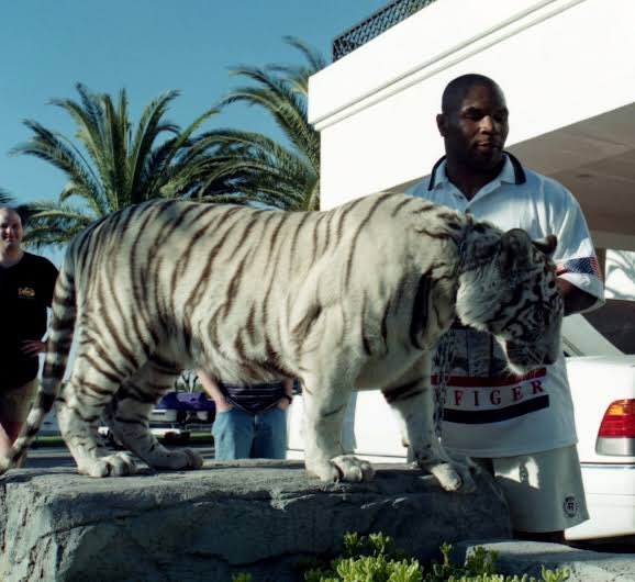 Whilst Ali is seen as a cultural figure in the fight for civil rights, Tyson was seen as a maverick who frequented Las Vegas, had a violent history, did drugs and kept a pet Tiger. Yes, Mike Tyson is the original Tiger King.