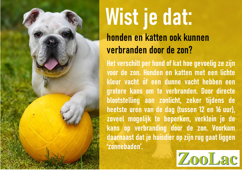 ZoolacPropaste's tweet photo. Gedurende de hittegolf delen we iedere dag een nuttige weetje omtrent gezelschapsdieren in tijden van hitte. Vandaag: het gevaar van teveel zon voor honden en katten. #zomer #SharingIsCaring #hittegolf #Zoolac https://t.co/1iRGBdmYzX