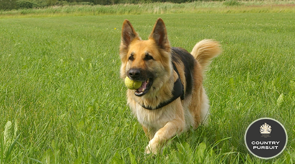 CPPetfood's tweet photo. I got the ball mum i'm so happy!! πΆ
We hope you all have a great day! π
#FriendsofCP #countrypursuit #judgeschoice #photooftheday #playball #doggofun #dogsoftwitter #ThrowbackThursday https://t.co/xOlIj4gJ3W