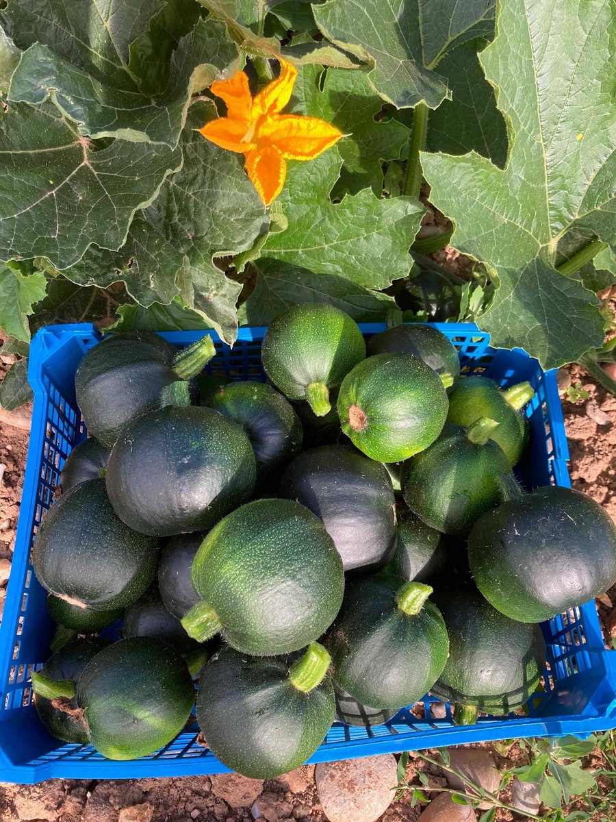 FieldAfrican's tweet photo. We have loads of Gem squash available in the shop fresh from the farm today... https://t.co/uXelcOTezj