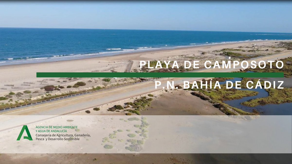 AndaluciaAMAyA's tweet photo. ¿Conocéis la playa de Camposoto, en #SanFernando? Desde este verano cuenta con una nueva pasarela cicloturista que podéis apreciar a vista de pájaro en nuestro vídeo. Ha sido realizada por @AndaluciaAMAyA por encargo de @CadizJunta: https://t.co/wpR80aGObS @AgriculturAnd https://t.co/fSdfMRWJjX