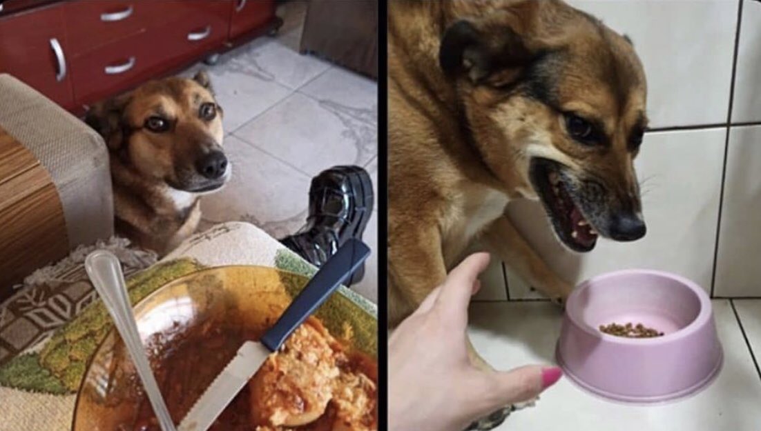quemtechamou2's tweet photo. Precisamos falar sobre a hipocrisia canina. 🐶 https://t.co/Avx1fx2ppP