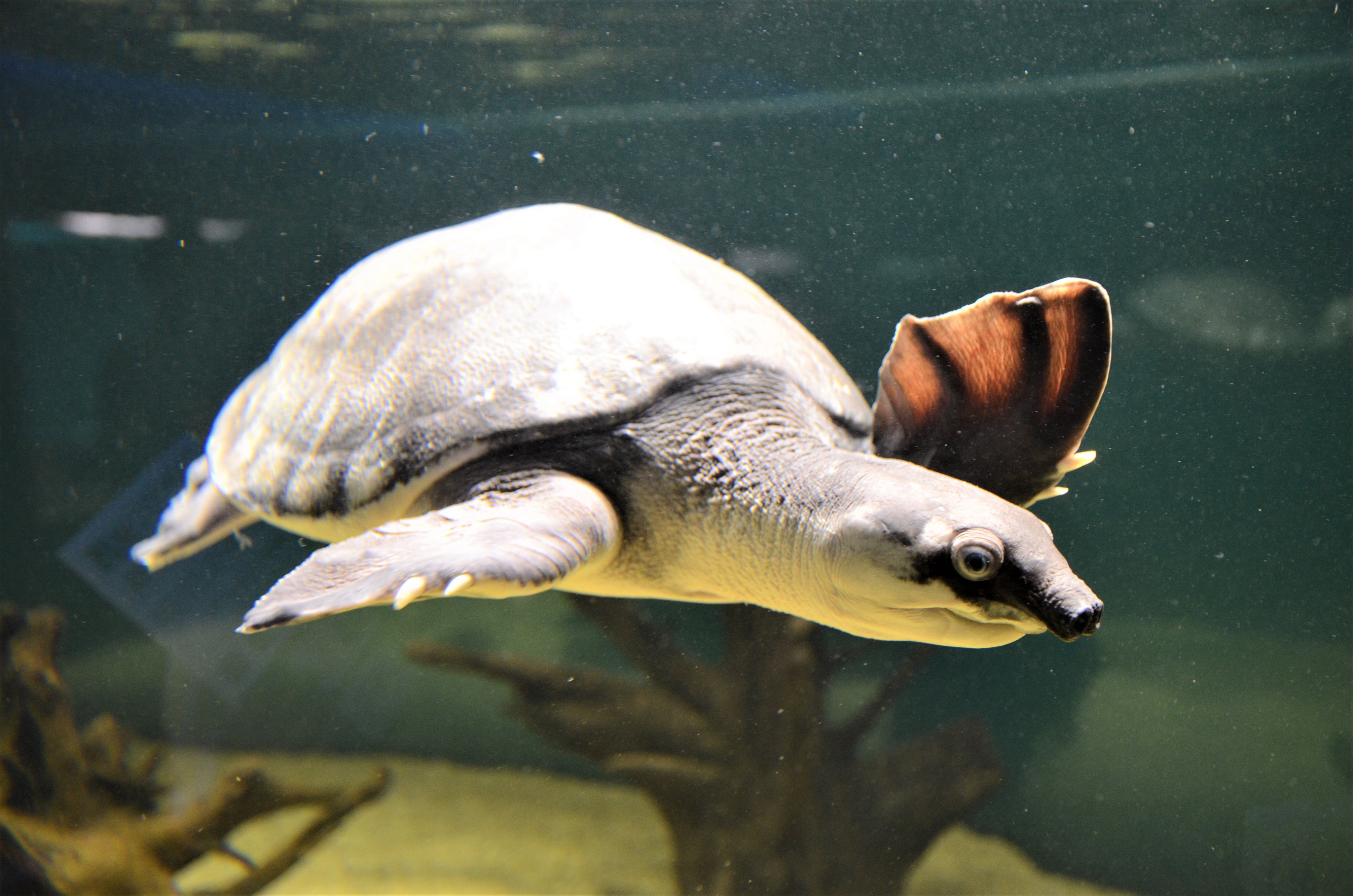 カワスイ 川崎水族館 非常に表情豊かで人気のスッポンモドキ スッポンによく似ていますが 実は全く違う種類のカメなんです 一番の違いは 甲羅の硬さ やわらかい方がスッポン かたい方がスッポンモドキ カワスイ 川崎水族館 T Co