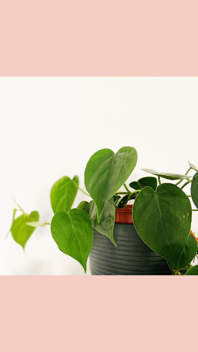 Coffee house plant babies grew loads during lockdown... maybe there is a metaphor there! #coffee #plants #indiecoffee #exeter