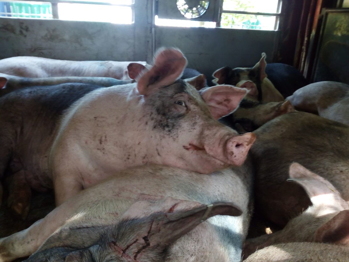 Foto zojuist gemaakt. Gaat prima hoor met ons hitteprotocol. Als je je net zo schaamt als ik als je dit beeld ziet RT dan.