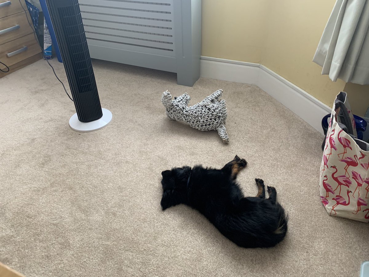 SusanneSclarke's tweet photo. #DejaVu #sherlock has come to stay today. Seems taking over the cooling station is a #dogthing I'm still melting โ๏ธ๐ฅโ๏ธ you put your dog first though - right? https://t.co/8DfJGUwzEZ