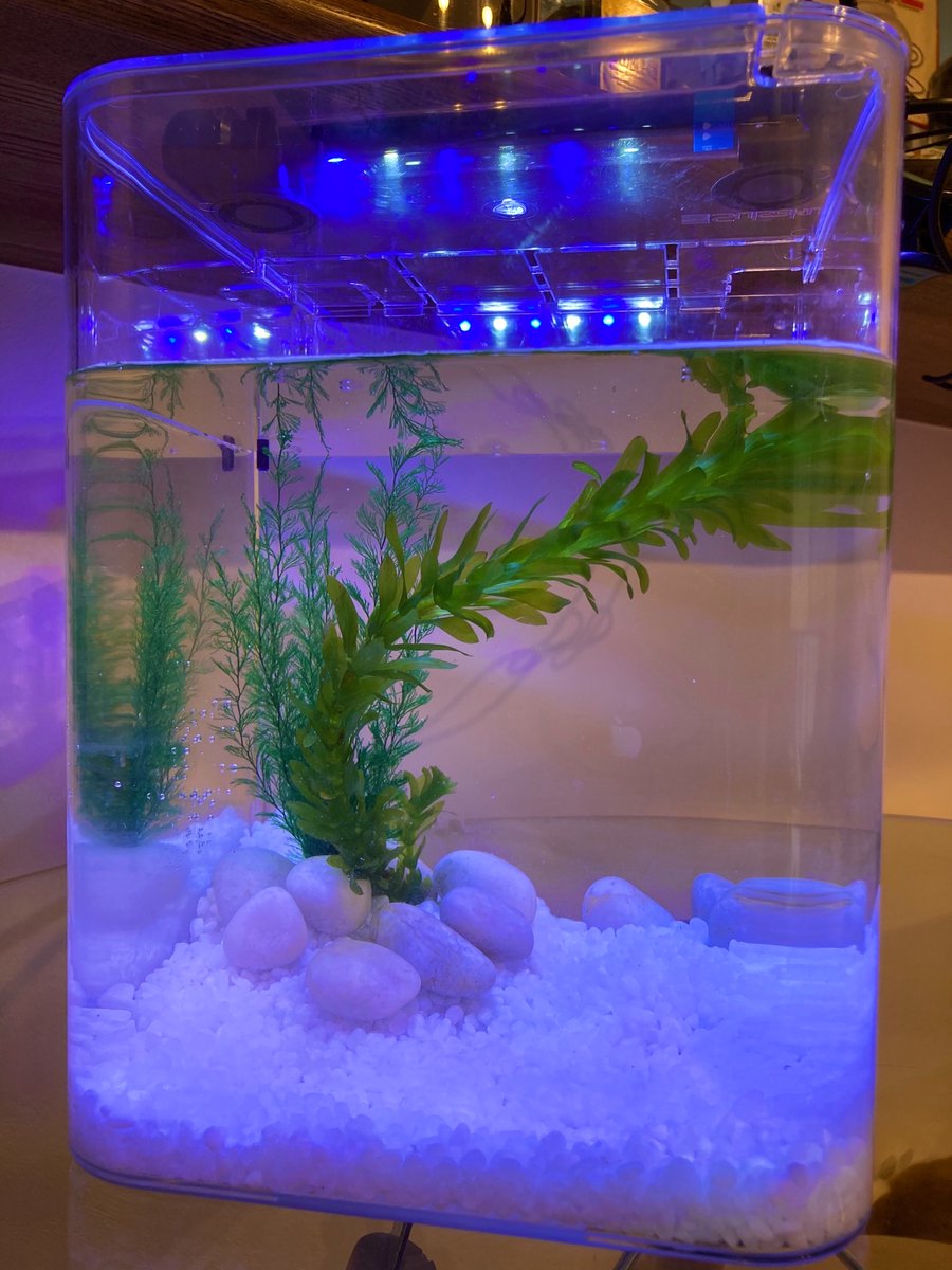 Marie じゃじゃーん できたーっ カルキ抜きした少しずつ水をなじませて ペットボトルから水槽へ メダカは拡大して見てください笑 癒される 癒されるぞこれは 成魚になるまでnoteでメダカ成長記つけようかしら そうしようかしら T Co