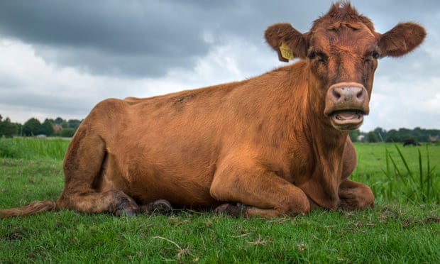 16/Yuval Noah Harari, in the above quote, was very concerned about the fate of Animals.Hester Bio, at the moment, seems to be sharing the same concern.End