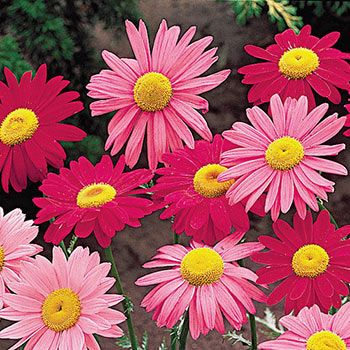 L0VECAF3's tweet photo. a bouquet of daisies has arrived for @SAIKlCORE !
from: anon

for you, pretty. i hope you have a wonderful day<3 https://t.co/j1ftxYixla