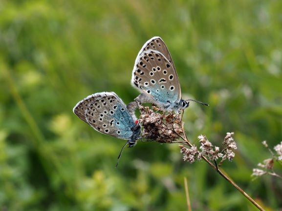 NTPressOffice's tweet photo. Globally endangered rare blue butterfly returns to Gloucestershire site for the first time in 150 years https://t.co/V9RHUOWMsm thanks to partnership work with @savebutterflies @NatureBftB @NaturalEngland @RoyEntSoc & others #nationaltrust #largebluebutterfly #EveryoneNeedsNature https://t.co/hTo34Zw5YW