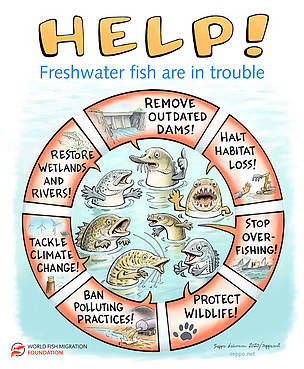 RecFishingEP's tweet photo. Migratory freshwater #fish species ↘️ by 93% in 50 years in Europe! We need strong actions from @EU_Commission:
❌ No more #dams
❌ Full implementation of the #WFD by Member States
https://t.co/CctY3cMEzc
#LPImigratoryfish #migratoryfish @EU_MARE @fishmigration @WWFEU https://t.co/QeIXCflt9Q