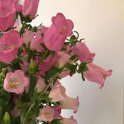 L0VECAF3's tweet photo. a bouquet of flowers has arrived for @valtin27 !
from: anon

hi rin beby :DDD idk why im sending this anon bcos like its kinduv halata na who dis be :DD but i love u so much dude ur so fresh and funky and i hope ur well <33 never forget 2 take care of urself always <33 https://t.co/vzCPEgBidF