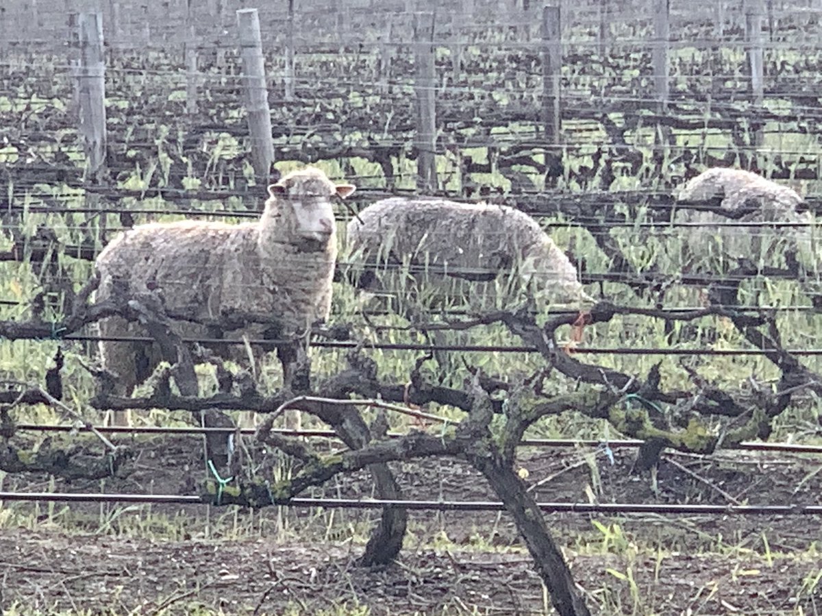 dvgraaff's tweet image. .⁦@degrendelwines⁩ coverting viognier to organic