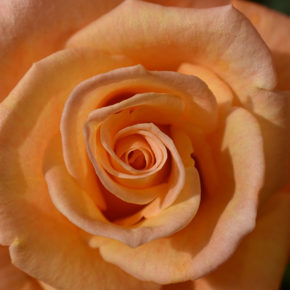 ephotography_X's tweet photo. An amazing orange rose. 🌹🏵️

#Flowers #flower #rose #Rose #Roses #photographer #photo #petal #petals #ephotography https://t.co/dlJavP4lIa