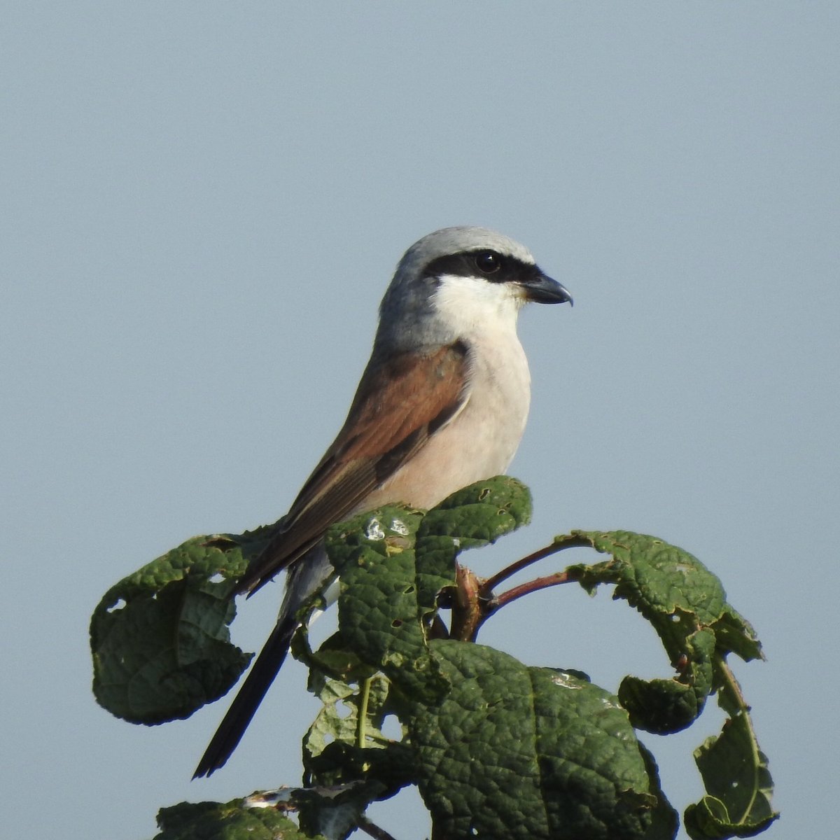 basicbiology1's tweet photo. They seem to keep to their homebase... #redbackedshrike #neuntöter #shrike #TwitterNatureCommunity https://t.co/FRR41bltUS