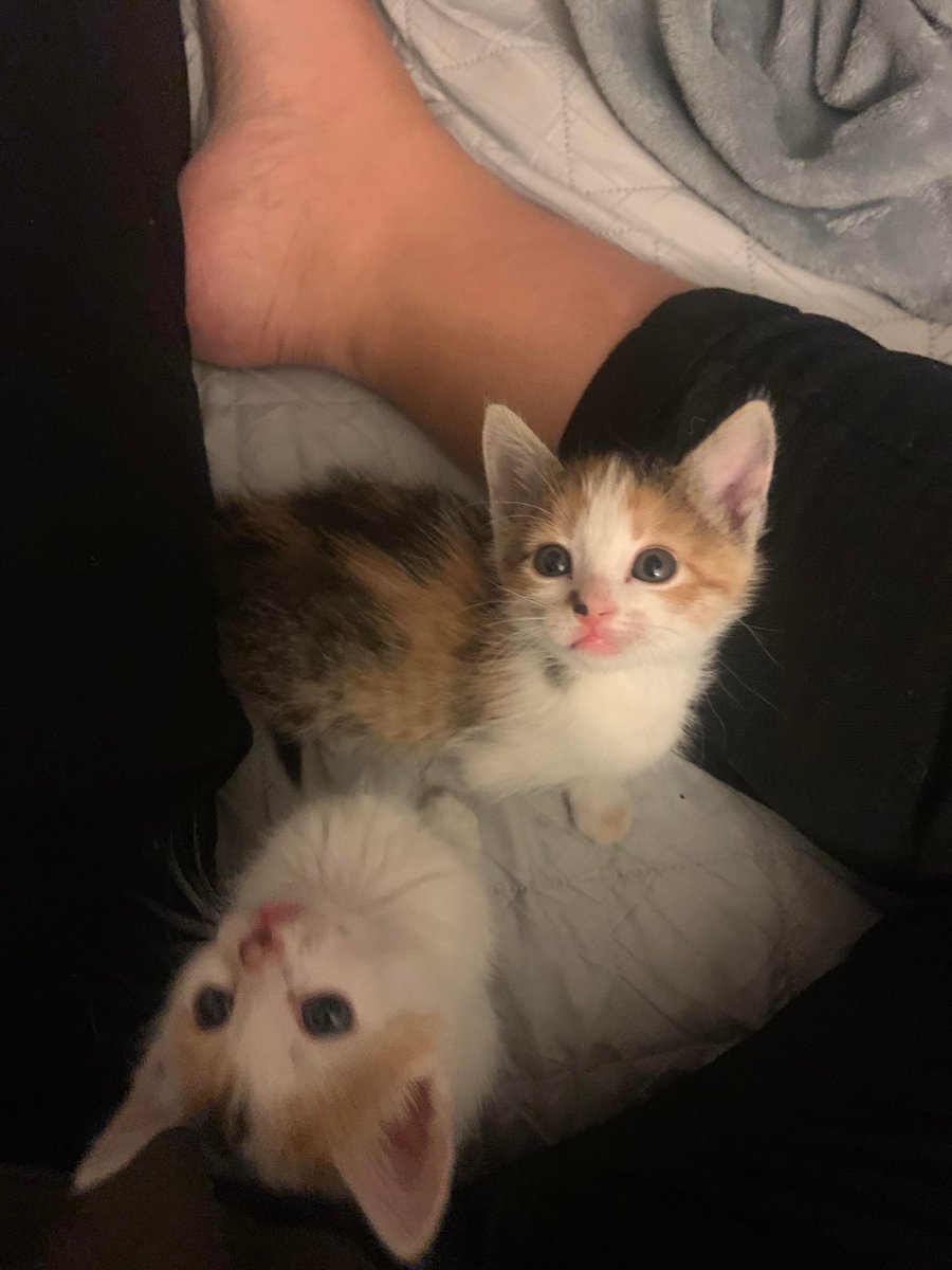 MeowMoeDotCom's tweet photo. #Fostering these two #Babies until they’re #Big enough for #Adoption!❤️
 
#Cats #Cat #Kittens #Kitten #Kitty #Pets #Pet #Meow #Moe #CuteCats #CuteCat #CuteKittens #CuteKitten #MeowMoe #Theyre
 
https://t.co/Pj5cq7BCPF https://t.co/PszR1x4toc