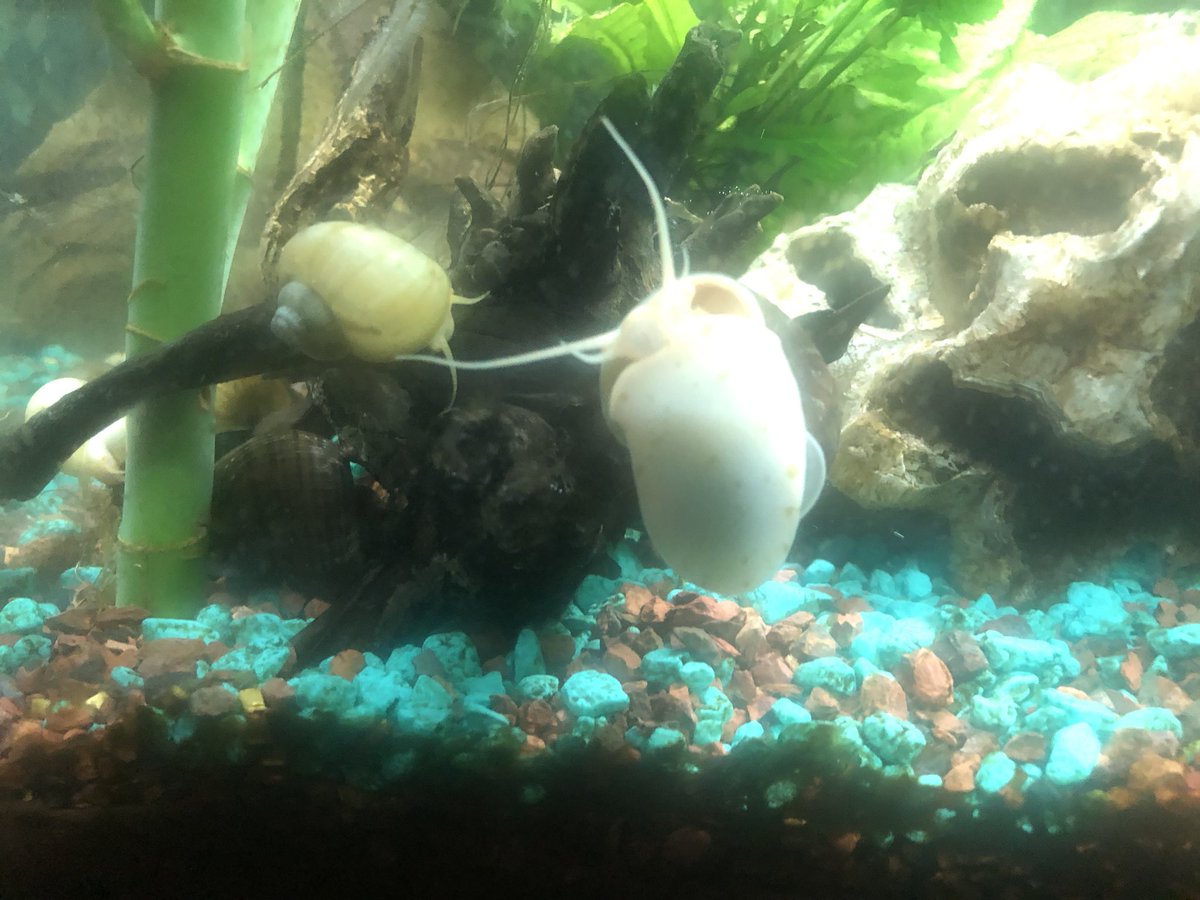 kelofulthar's tweet photo. #justsnailthings https://t.co/qWhBUU4ilD