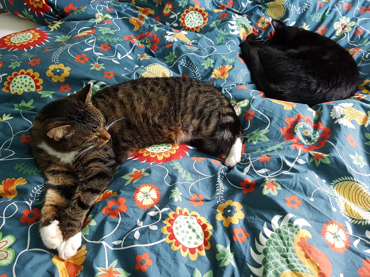 mcrompton20's tweet photo. @Number10cat In the spare bedroom https://t.co/EHSBScHwCp
