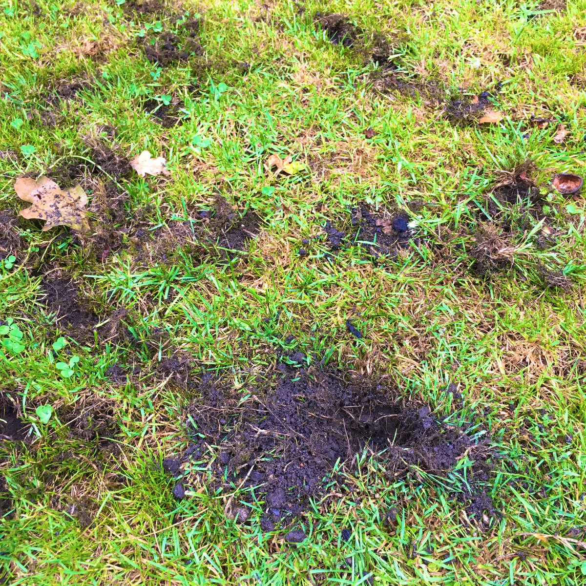 What do you do to stop squirrels digging holes in your lawn? *asking for a friend*