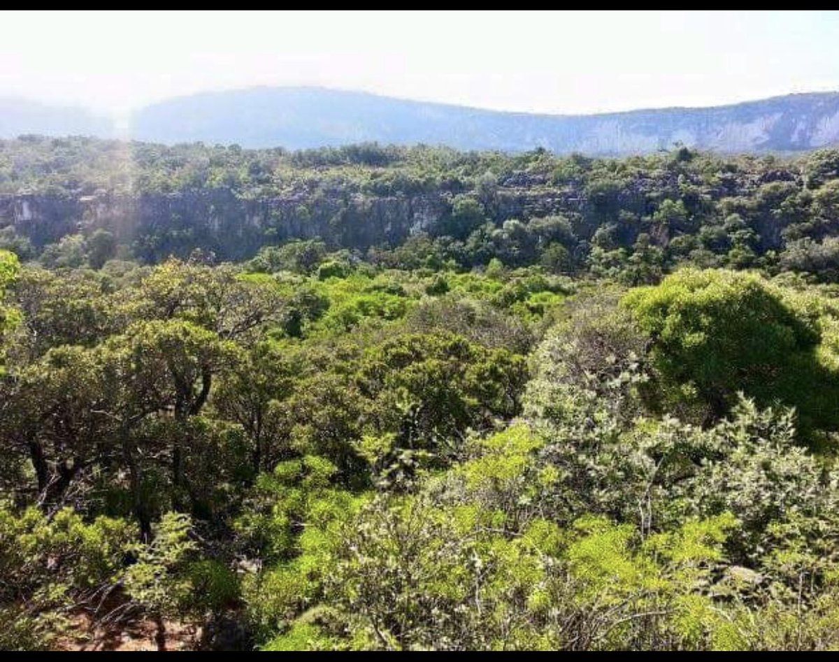 fortunhassan's tweet photo. #LagBadana #National #park waa xadiiqadii ugu weyneyd ee waddanka laga dhiso 1980-meeyadii, wana halka ey jogen duur joog aad u badan waxey ku tala #jubada #hoose waxeyna u dhawdahay #kismayo #Somalia πΈπ΄β€οΈ https://t.co/0oFcPKSxoK