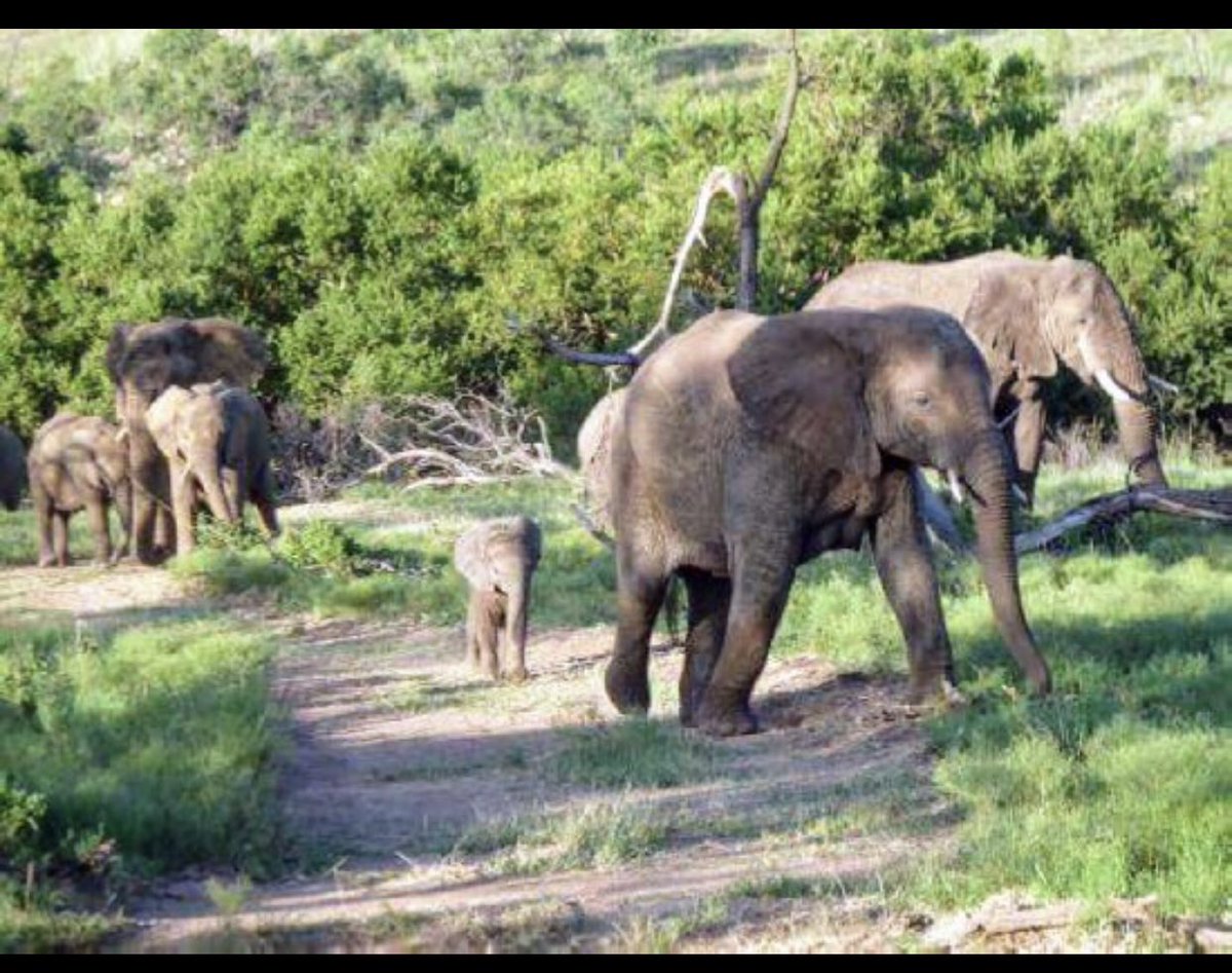fortunhassan's tweet photo. #LagBadana #National #park waa xadiiqadii ugu weyneyd ee waddanka laga dhiso 1980-meeyadii, wana halka ey jogen duur joog aad u badan waxey ku tala #jubada #hoose waxeyna u dhawdahay #kismayo #Somalia πΈπ΄β€οΈ https://t.co/0oFcPKSxoK
