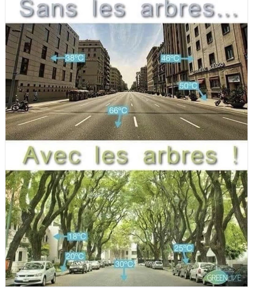Zie de temperatuurverschillen met en zonder bomen!
